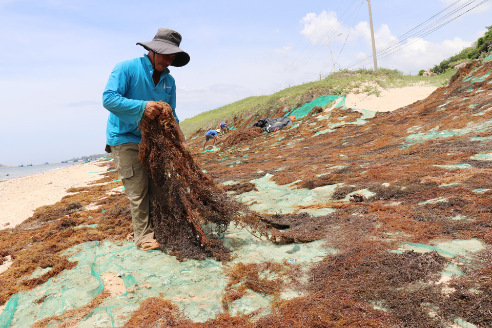 Los pescadores secan el sargazo recién cosechado directamente en la playa para su venta. (Foto: VNA)