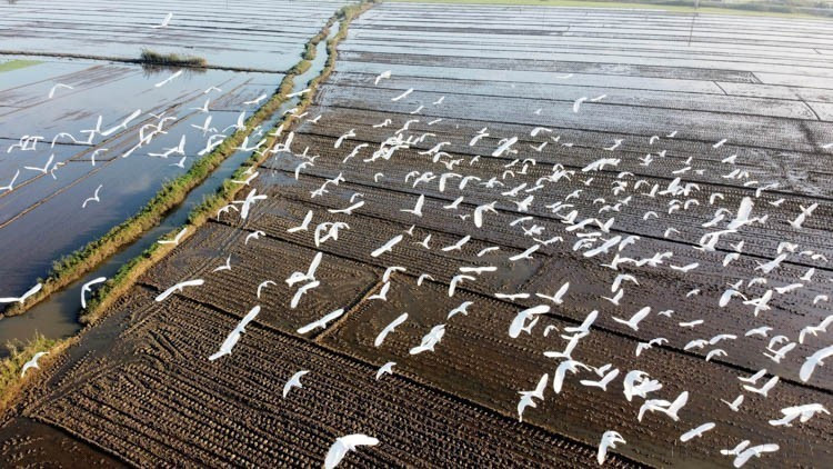 Numerosas bandadas de aves y cigüeñas acuden a buscar alimento en los arrozales de la provincia de Thua Thien-Hue, lo que demuestra el entorno ecológico propicio de esta localidad (2020). (Foto: VNA)