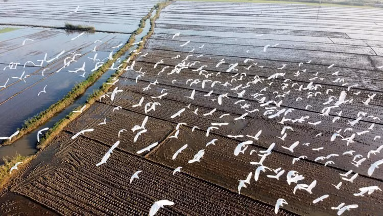 Numerosas bandadas de aves y cigüeñas acuden a buscar alimento en los arrozales de la provincia de Thua Thien-Hue, lo que demuestra el entorno ecológico propicio de esta localidad (2020). (Foto: VNA)