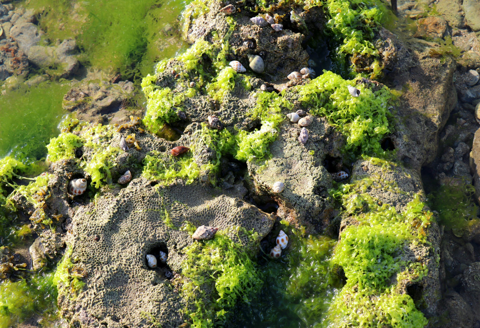 En las capas de algas viven caracoles y otras criaturas (Foto: VNA)