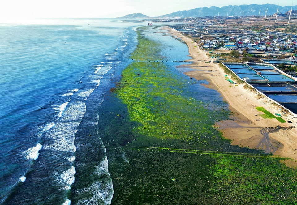 Paisaje único de campos de algas en la aldea de Tu Thien, comuna de Phuoc Dinh, distrito de Thuan Nam, provincia de Ninh Thuan (Foto: VNA)