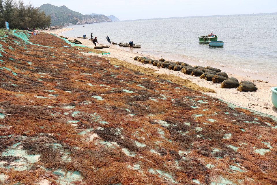 Residentes de Vinh Hai secan sargazo en la playa para los comerciantes. (Foto: VNA)