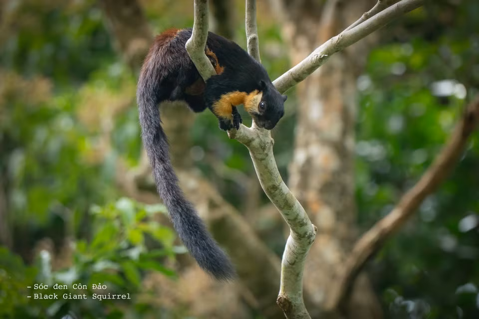 Esta es la tercera área protegida de Vietnam, y la número 101 a nivel mundial, en alcanzar la categoría de Lista Verde. En la foto: la ardilla gigante negra de Con Dao, una especie endémica en el parque. (Foto: VNA)