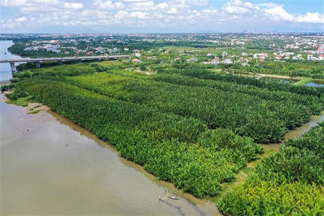 Enclavado junto a un tranquilo río, Cam Thanh impresiona a los visitantes con la idílica belleza del ecosistema del bosque de cocoteros de Bay Mau, que abarca casi 100 hectáreas. (Foto: VNA)