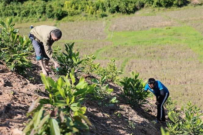 Los pobladores cuidan acacias jóvenes. (Foto: VNA)