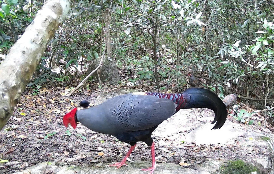 El faisán siamés (Lopura diardi), incluido en el Libro Rojo de Vietnam, se encuentra registrado en la Reserva Natural de Ea So. (Foto: CCD/VNA)