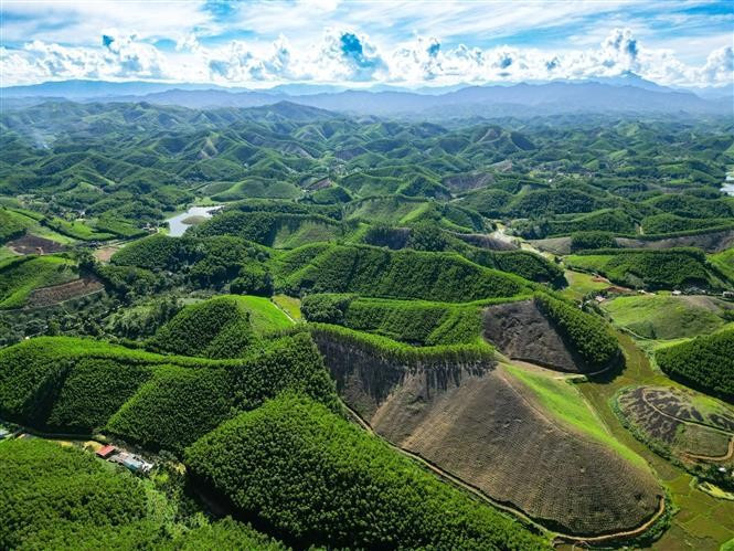 El modelo de plantación de acacias en la provincia de Thanh Hoa contribuye a la protección forestal al reverdecer terrenos baldíos y colinas, prevenir la erosión y proporcionar materiales alternativos a la madera natural. (Foto: VNA)