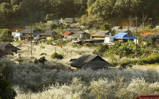 Las árboles de ciruelo blanco florecen entre las casas sobre pilotes de la etnia Thai en el pueblo Phieng Ban, cada vez que llega el Nuevo Año Lunar y la primavera. (Foto: VNA)