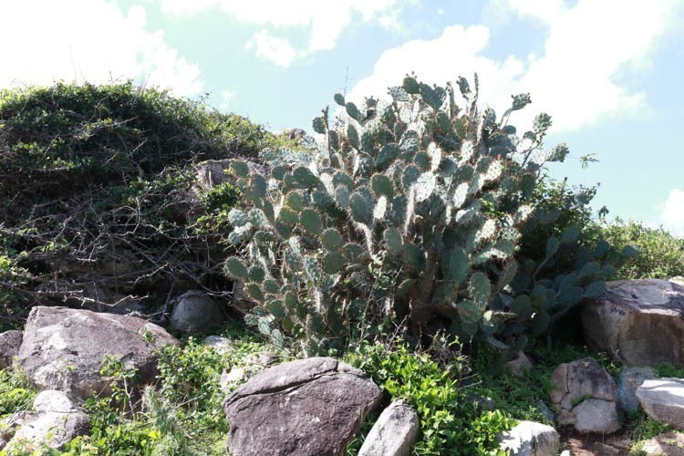 Con su alto valor de biodiversidad, el Parque Nacional Nui Chua (provincia de Ninh Thuan) atrae tanto a turistas como a científicos, y especialmente a amantes de la naturaleza que desean explorar los misterios del ecosistema seco más típico de Vietnam. En la foto: El cactus es una planta típica resistente a la sequía en el Parque Nacional Nui Chua. (Foto: VNA)