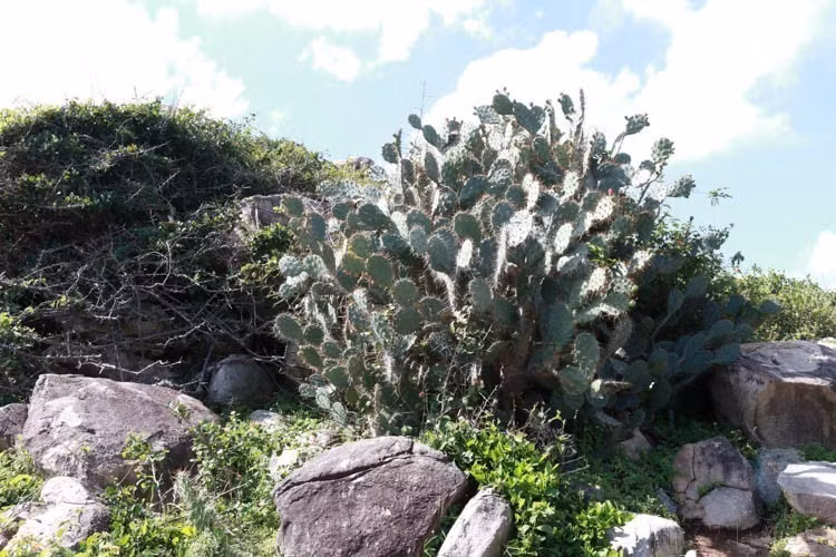 Con su alto valor de biodiversidad, el Parque Nacional Nui Chua (provincia de Ninh Thuan) atrae tanto a turistas como a científicos, y especialmente a amantes de la naturaleza que desean explorar los misterios del ecosistema seco más típico de Vietnam. En la foto: El cactus es una planta típica resistente a la sequía en el Parque Nacional Nui Chua. (Foto: VNA)
