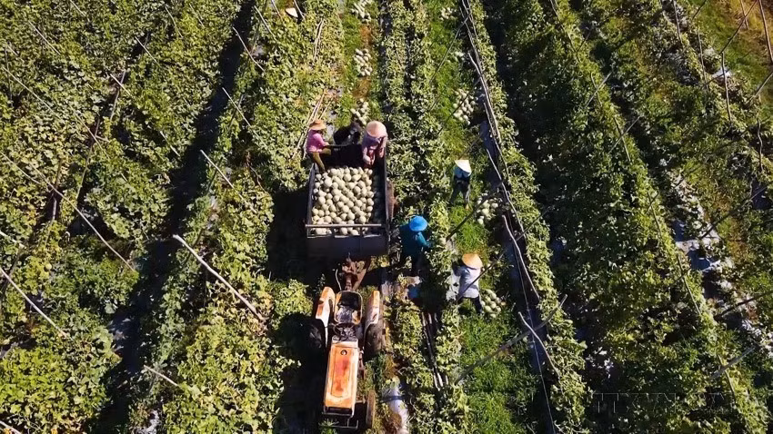 Agricultores de la comuna de Ba Gia, provincia de Quang Ngai, cosechan melones cultivados conforme a estándares de agricultura limpia. Esta es una tendencia de producción agrícola de alta tecnología y agricultura sostenible que está siendo adoptada por muchos agricultores. (Foto: VNA)