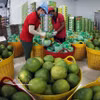 Tras ser lavados, los pomelos de piel verde se secan para su exportación en la fábrica del Grupo Vina T&T en la provincia de Vinh Long (Foto: VNA) 