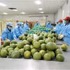 Procesamiento de pomelos para exportación en la fábrica Kim Thanh (comuna de Giao Long, provincia de Vinh Long). (Fuente: VNA)