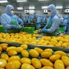 Procesamiento de mango vietnamita para exportar a Estados Unidos, la Unión Europea, Corea del Sur y Japón en una empresa de la provincia de An Giang (Fuente: VNA)
