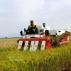 Promueven del cultivo de arroz de bajas emisiones vinculado al crecimiento verde en el Delta de Mekong (Foto: VNA)