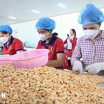 Procesamiento de anacardos (Foto: VNA)