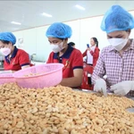 Vietnam aspira a ingresar 4,5 mil millones de USD por exportación de anacardos