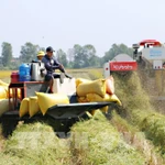 Vietnam supera a Tailandia y se convierte en el segundo mayor exportador mundial de arroz