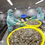 Empresas ajustan estrategias para mantener exportaciones de productos acuícolas