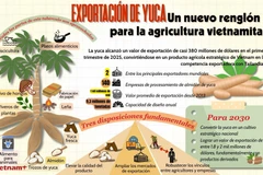 Exportación de yuca, nuevo reglón para la agricultura vietnamita 