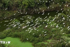 En el Jardín de Aves Thung Nham. (Fuente: VNA)