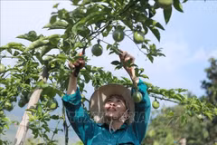 En un cultivo de granadilla en la provincia de Lai Chau. (Fuente: VNA)