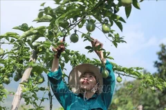 En un cultivo de granadilla en la provincia de Lai Chau. (Fuente: VNA)