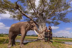 H’Hen Nie, Miss Universo Vietnam 2017, promueve la cultura y los destinos del pueblo étnico E De en su más reciente video musical. (Foto: VietnamPlus)