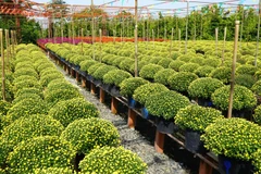 Capital floral tricentenaria de Sa Dec atrae gran cantidad de visitantes 