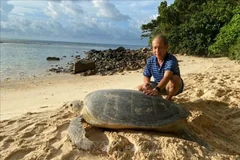 La tortuga madre, con un peso de casi 150 kg, llega a desovar en el Parque Nacional Con Dao. (Fuente: VNA)