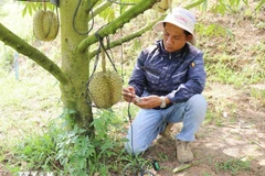 Un técnico de Sakura Farm (en comuna de Dong Khanh Son, provincia de Khanh Hoa) utiliza equipos para evaluar, analizar y optimizar la salud del suelo de cultivo de durian.