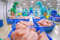 Los trabajadores procesan pangasius para la exportación. (Fuente: VietnamPlus)