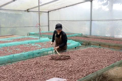 La empresa “Ban Cacao” compra cacao local y produce decenas de productos como cacao en polvo, chocolate y manteca de cacao. (Fuente: VNA)