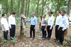 El embajador Nguyen Minh Vu (tercero desde la izquierda) visita la plantación de caucho en la provincia de Ratanakiri, Camboya. (Fuente: VNA)