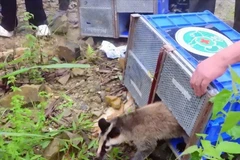 Las especies de vida silvestre liberadas se encuentran de forma natural en el Parque Nacional Tam Dao. (Fuente: VNA)