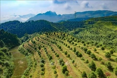 El cultivo de macadamia en el distrito de Tuan Giao. (Fuente: VNA)