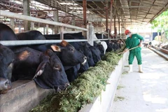 Tay Ninh por convertirse en el centro líder de ganadería tecnológica del sur de Vietnam. (Fuente: VNA)
