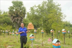 Trung Thanh ha desarrollado con éxito un modelo de cría de abejas sin aguijón en armonía con la naturaleza. (Fuente: VNA)