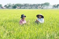 Foto ilustrativa. (Fuente: hanoimoi.vn)