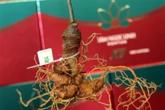 Ginseng Ngoc Linh. (Fuente: VNA)