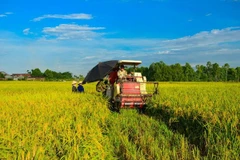 Cultivo de arroz en el Delta de Mekong. (Fuente: VNA)