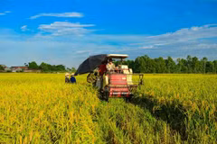 Cultivo de arroz en el Delta de Mekong. (Fuente: VNA)