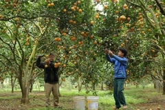 En cultivo de naranja. (Fuetne: VNA)