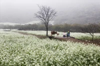 Moc Chau - Pradera primaveral entre nubes del noroeste de Vietnam 