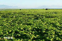 Explorando los verdes campos de algas marinas de Khanh Hoa