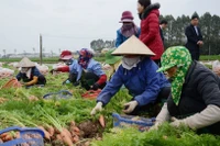 Los distritos de Luong Tai y Gia Binh conforman una zona de cultivo de zanahorias de 300 hectáreas. (Fuente: https://baobacninhtv.vn/)