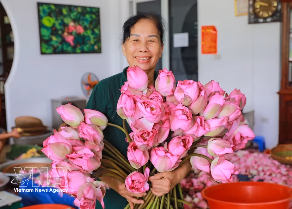 Capullos de loto Bach Diep en su punto óptimo de floración, listos para iniciar el proceso de aromatización del té. (Foto: VNA)