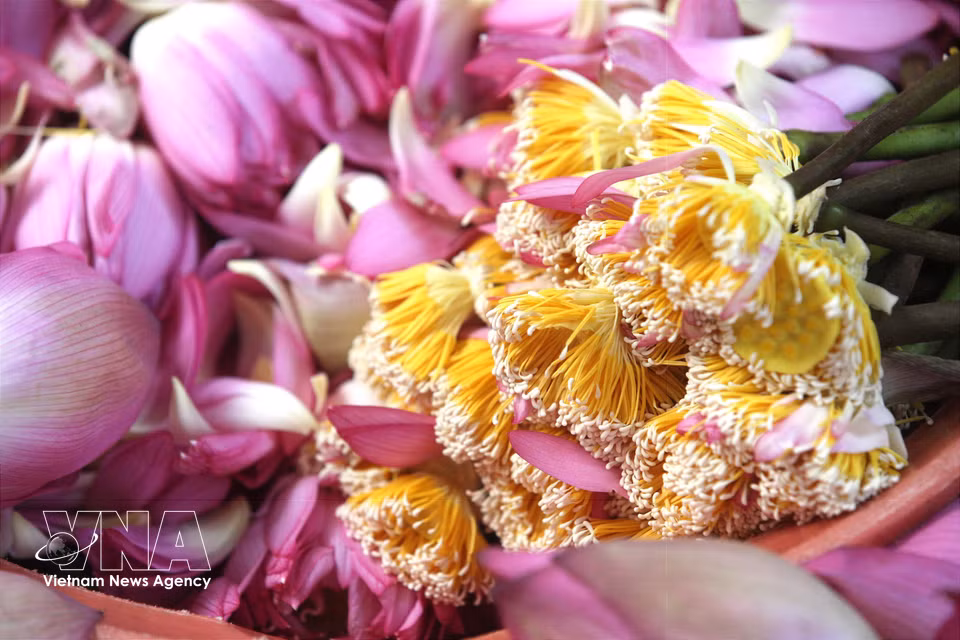 Las anteras del loto -los pequeños filamentos blancos situados en los estambres- concentran la mayor parte de la fragancia de la flor y son consideradas su "tesoro aromático". (Foto: VNA)
