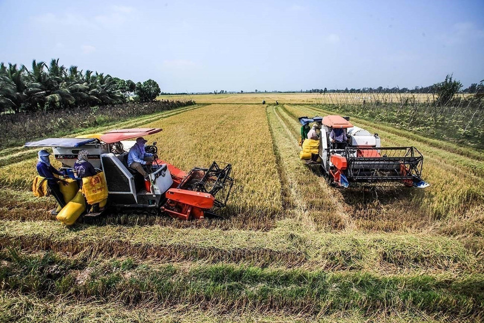 De una zona con suelo salino, desde 1988, el Cuadrángulo Long Xuyen experimentó una fuerte transformación económica gracias a la inversión estatal, convirtiéndose en un centro agrícola clave para el Delta del Mekong y el país. (Foto: VNA)