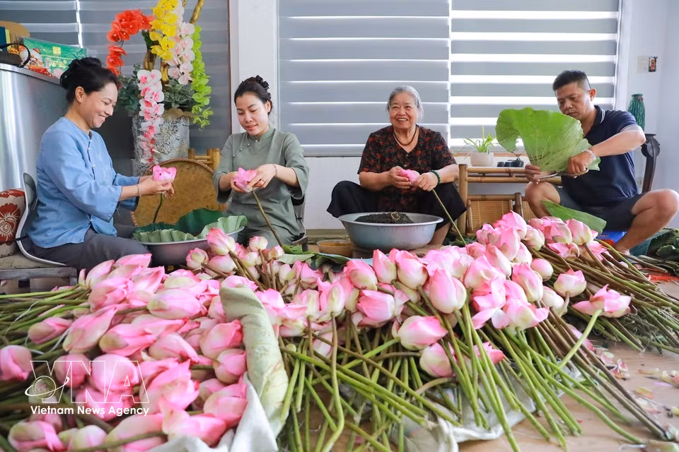 Los miembros de la familia trabajan de forma coordinada y meticulosa para completar rápidamente cada fase de la aromatización y preservar al máximo la fragancia del loto. (Foto: VNA)